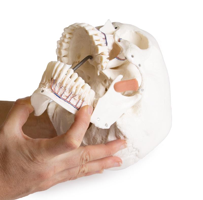 Schädelmodell für Zahnmedizin mit CMD Syndrom 8-teilig