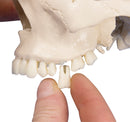 Dental-Schädel, 4-teilig