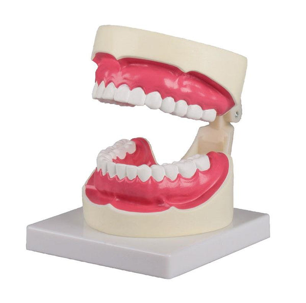 Zahnpflegemodell 1,5-fache Größe