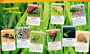 Insekten