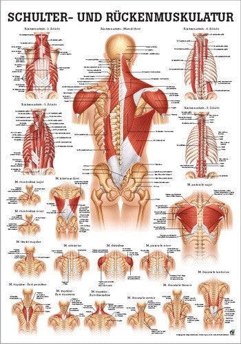 Schulter- und Rückenmuskulatur