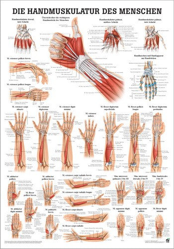 Die Handmuskulatur des Menschen