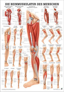 Die Beinmuskulatur des Menschen