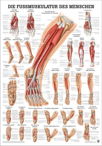 Die Fußmuskulatur des Menschen