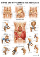 Hüfte und Hüftgelenk des Menschen