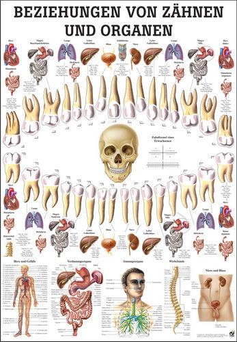 Beziehungen von Organen und Zähnen