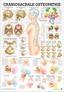 Craniosacrale Osteopathie