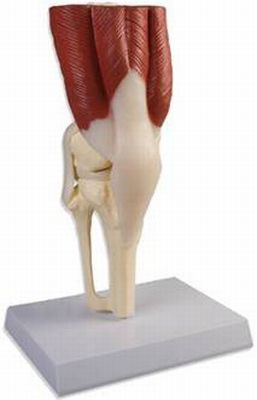 Kniegelenk mit Muskulatur - natürliche Größe