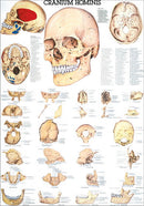 Der menschliche Schädel