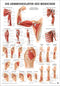 Die Armmuskulatur des Menschen