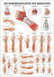 Die Handmuskulatur des Menschen